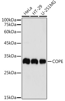 COPE Polyclonal Antibody