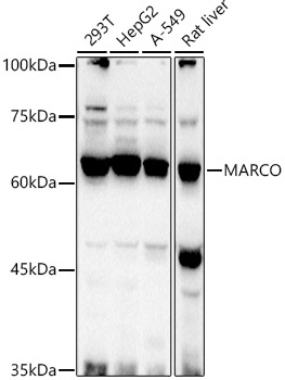 MARCO Polyclonal Antibody