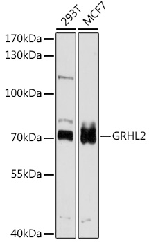 GRHL2 Polyclonal Antibody
