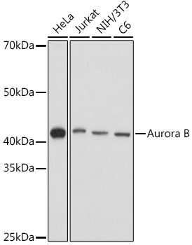 AurkB Polyclonal Antibody