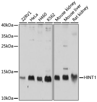 [KO Validated] HINT1 Polyclonal Antibody