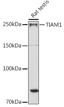 TIAM1 Polyclonal Antibody