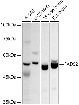 FADS2 Polyclonal Antibody