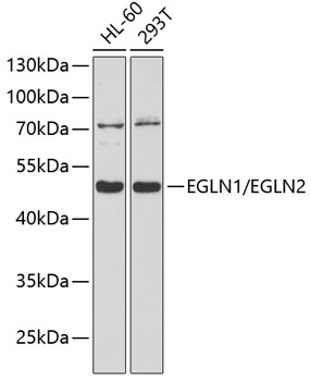 EGLN1/EGLN2 Polyclonal Antibody