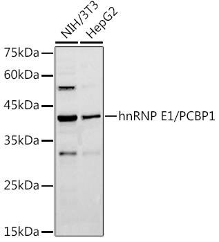 PCBP1 Polyclonal Antibody