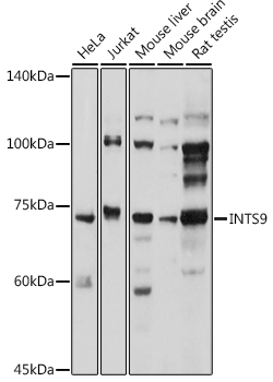INTS9 Polyclonal Antibody