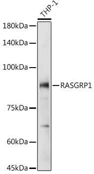 RASGRP1 Polyclonal Antibody