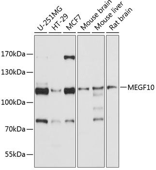 MEGF10 Polyclonal Antibody