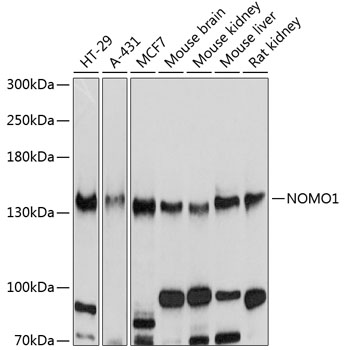 NOMO1 Polyclonal Antibody