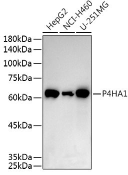 P4HA1 Polyclonal Antibody