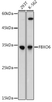 FBXO6 Polyclonal Antibody