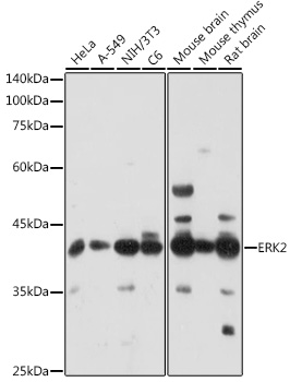 [KO Validated] ERK2 Polyclonal Antibody
