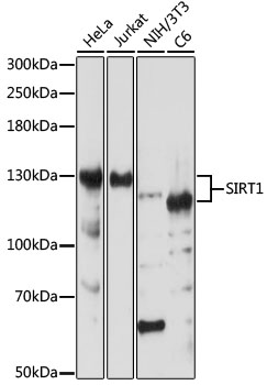 [KO Validated] SIRT1 Polyclonal Antibody