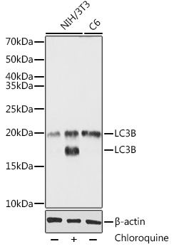 [KO Validated] LC3B Polyclonal Antibody
