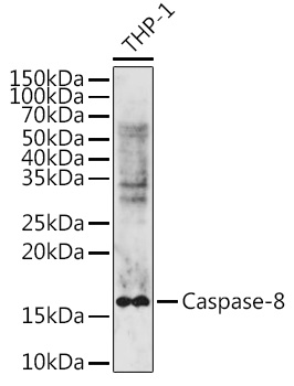 Caspase 8 Polyclonal Antibody