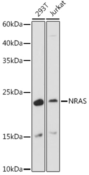 [KO Validated] EGFR Polyclonal Antibody