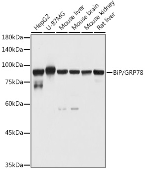 GRP78 / BiP Polyclonal Antibody