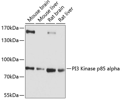 PI3 Kinase p85 alpha Polyclonal Antibody