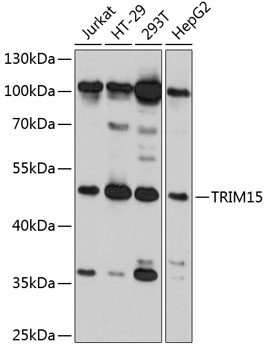 TRIM15 Polyclonal Antibody