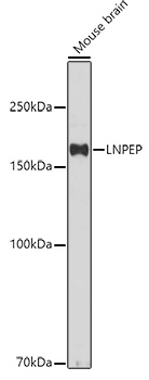 LNPEP Polyclonal Antibody