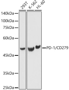 PD Polyclonal Antibody