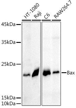 [KO Validated] BAX Polyclonal Antibody