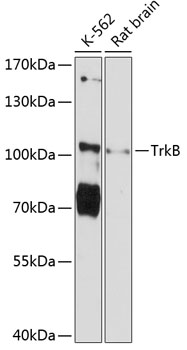 TrkB Polyclonal Antibody