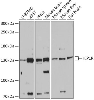 HIP1R Polyclonal Antibody