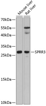 SPRR3 Polyclonal Antibody