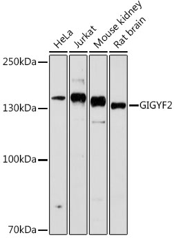 GIGYF2 Polyclonal Antibody