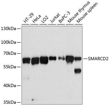SMARCD2 Polyclonal Antibody