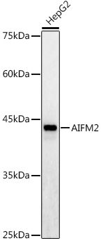 AIFM2 Polyclonal Antibody