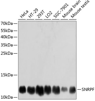 SNRPF Polyclonal Antibody
