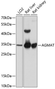 AGMAT Polyclonal Antibody