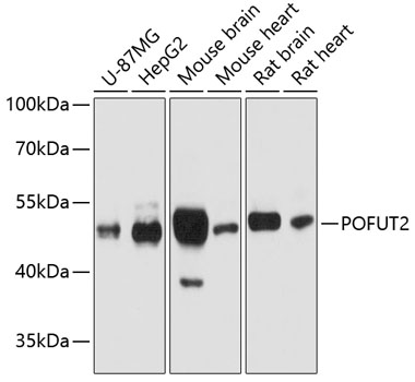 POFUT2 Polyclonal Antibody