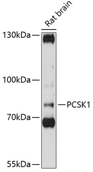 PCSK1 Polyclonal Antibody