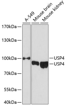 USP4 Polyclonal Antibody