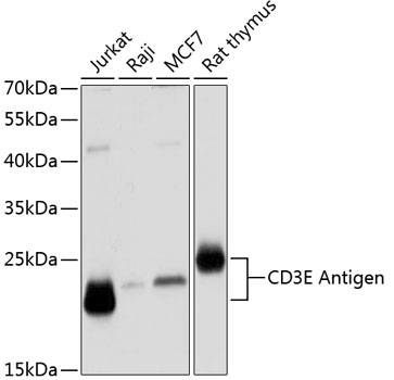 CD3E Antigen Polyclonal Antibody