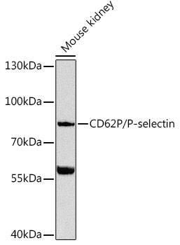 SELP Polyclonal Antibody