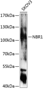 RASSF5 Polyclonal Antibody