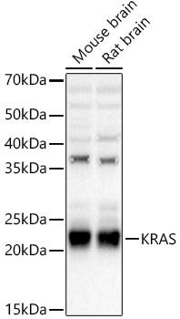 [KO Validated] KRAS Polyclonal Antibody