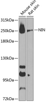 NIN Polyclonal Antibody