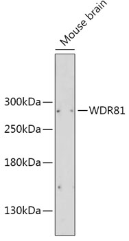 WDR81 Polyclonal Antibody