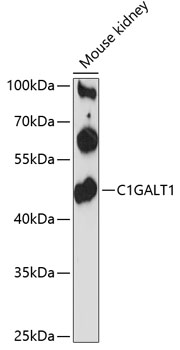 C1GALT1 Polyclonal Antibody