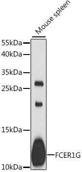 FCER1G Polyclonal Antibody