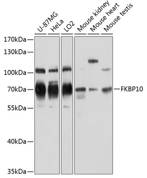 FKBP10 Polyclonal Antibody