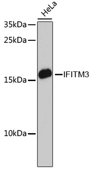 [KO Validated] IFITM3 Polyclonal Antibody