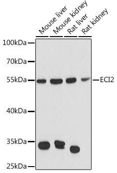 ECI2 Polyclonal Antibody