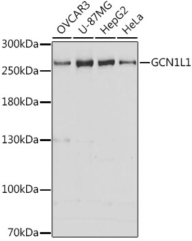 GCN1L1 Polyclonal Antibody