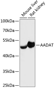 AADAT Polyclonal Antibody